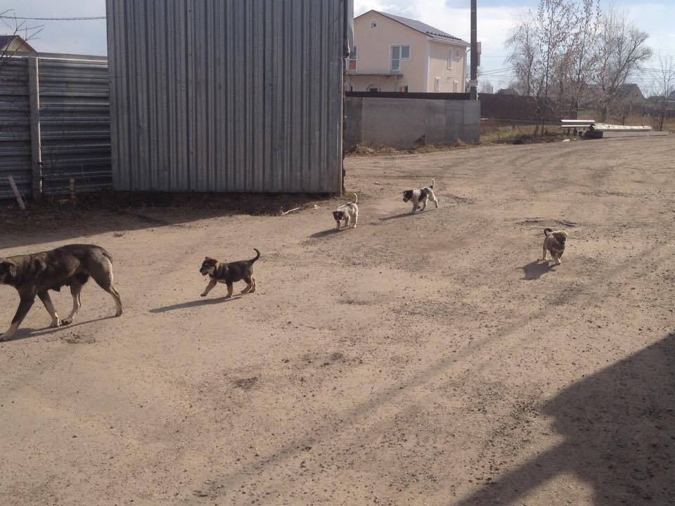 Мама с щенками на фотографии может быть убита в любое время. Дубовая роща (Раменское, Московское область) переполнена стаями бездомных собак, которых регулярно отлавливают и отстреливают. Бездомные собаки там повсюду: на кладбище, рядом с церковью, магазинами, местными промышленными зонами. Мы начали помогать "уличным" волонтерам, которые занимаются бездомными собаками в том районе, еще в 2013г., оплатив стерилизацию собак (предотвращая дальнейшее размножение) и лечение их щенков. Сейчас в планах экстренная стерилизация беременных собак, а так же уже родивших собак, чтобы предотвратить дальнейшее увеличение популяции бездомных собак и гибель щенков.