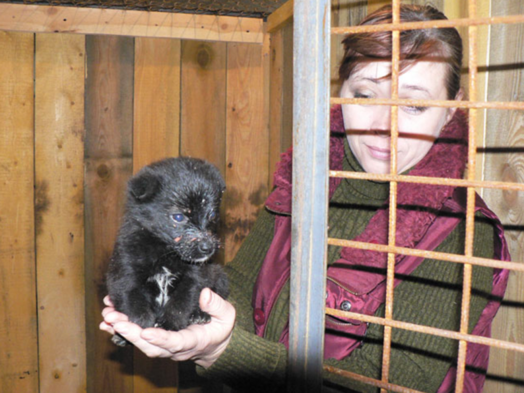 Бездомный щенок, найденный волонтерами в Екатеринбурге