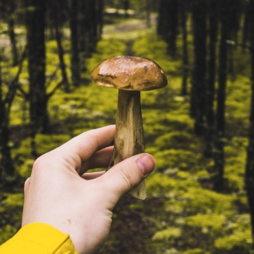 Можно ли собирать грибы в лесах Англии (правила сбора грибов в Великобритании) — ZIMA