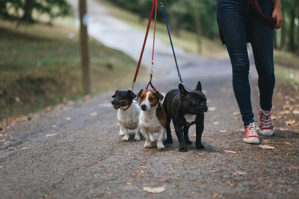 Скільки коштує вигул собаки у Харкові, Дніпрі, Запоріжжі
