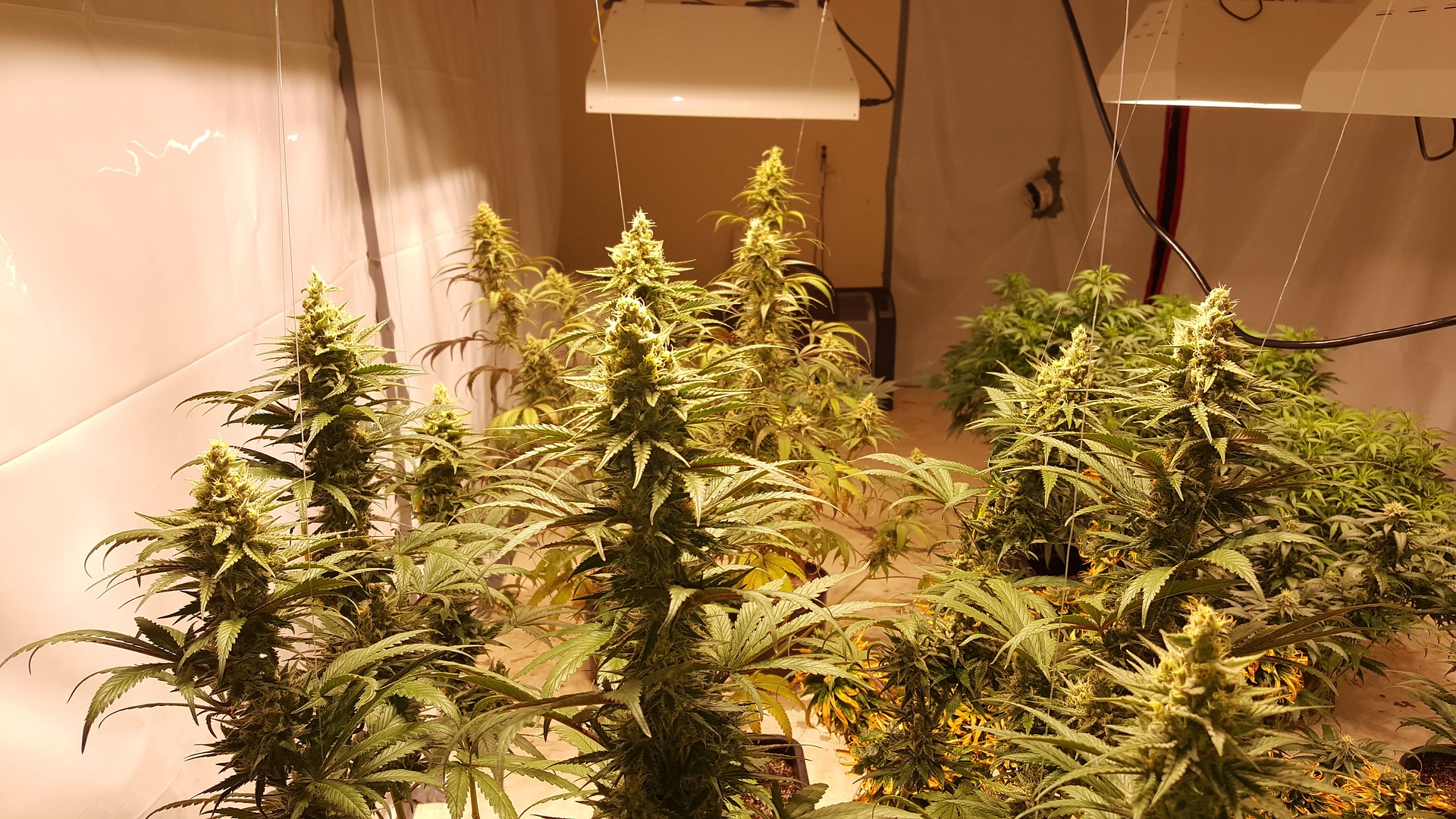Ферма по выращиванию марихуаны