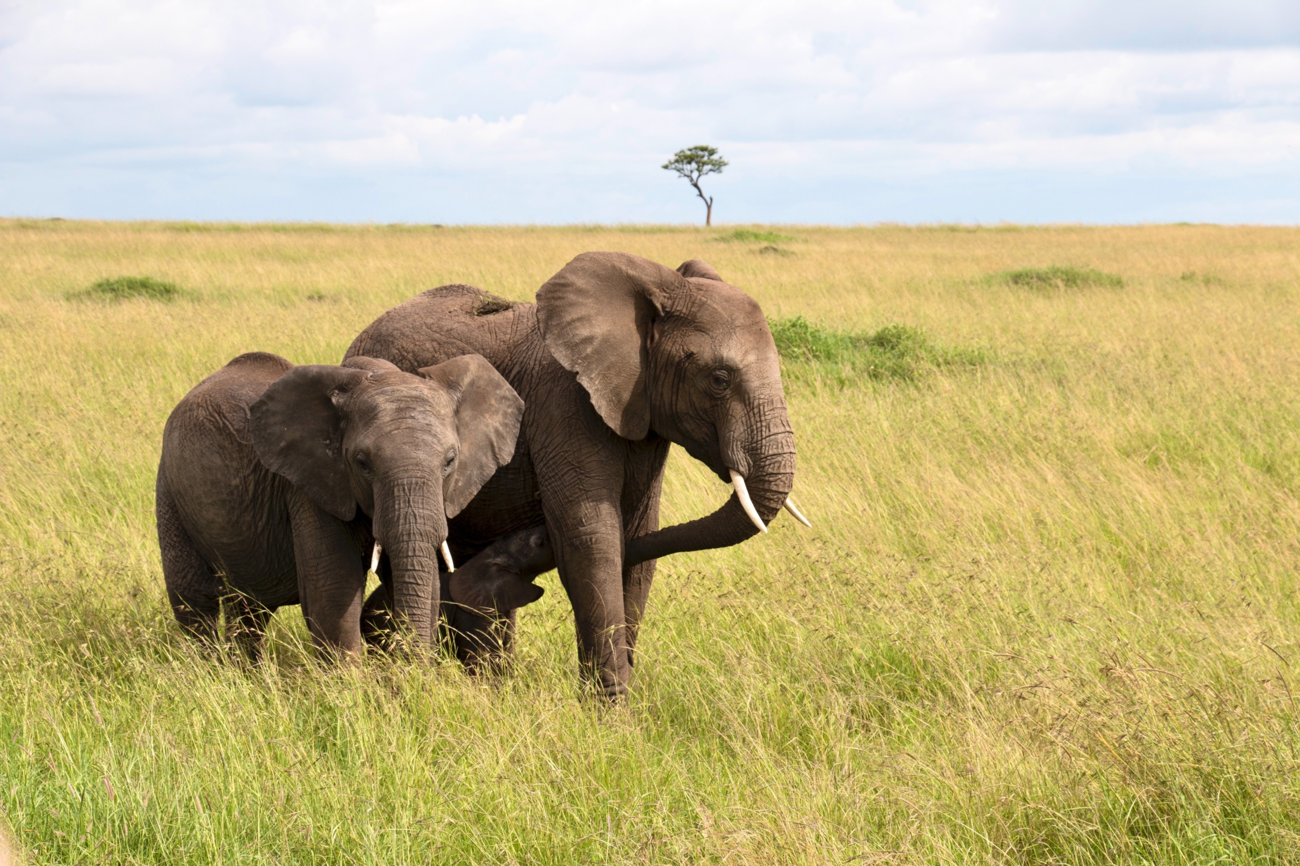 Сколько диких слонов. Африканский саванный слон. Стадо слонов. Популяция слонов в Кении.