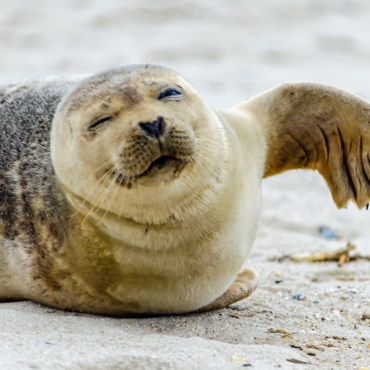Ученые остались довольны качеством жизни тюленей в Темзе