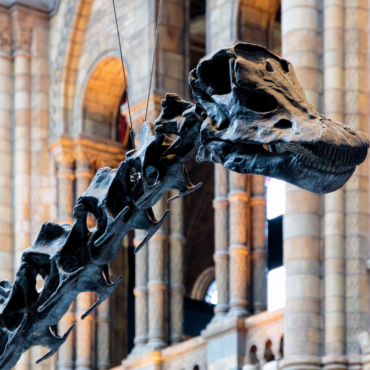 Динозавр Диппи вернется в Музей естественной истории будущим летом