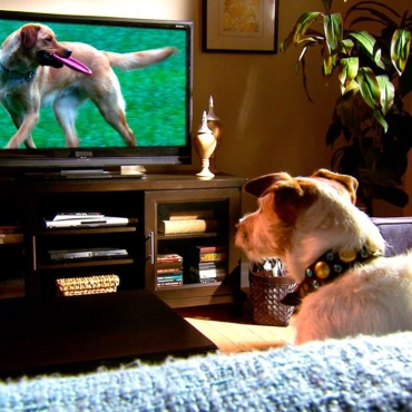 В Великобритании запускается специальный телеканал для собак DogTV