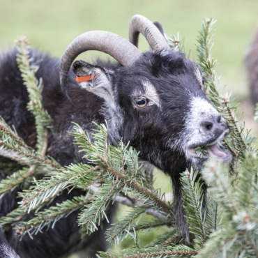 Лондонцы могут передать рождественские елки на корм животным