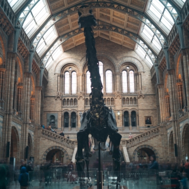Лондонцев приглашают устроить ночевку с динозаврами в Музее естественной истории