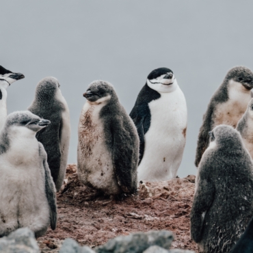 Четыре британских женщины-ученых отправятся на 5 месяцев в Антарктиду изучать пингвинов