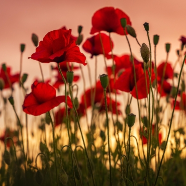 11 ноября в Великобритании отмечается День памяти павших в Первой мировой войне