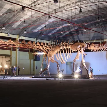 В Natural History Museum покажут останки самого большого динозавра на Земле￼