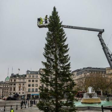 Рождественская ель на Трафальгарской площади в очередной раз превратилась в главный праздничный мем