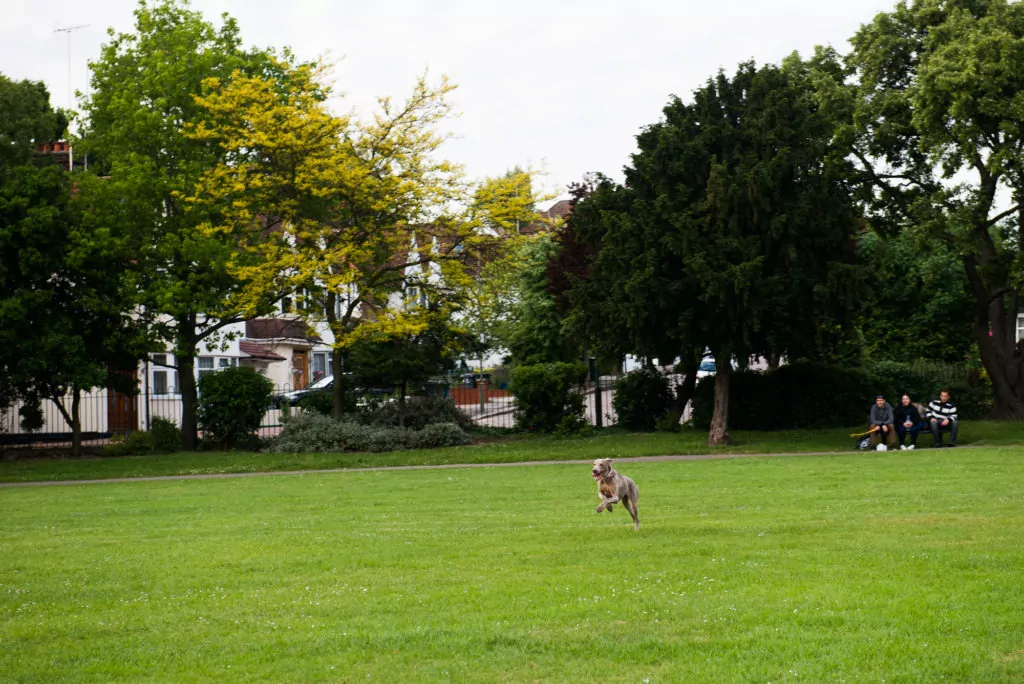 goldersgreen (29 of 33)
