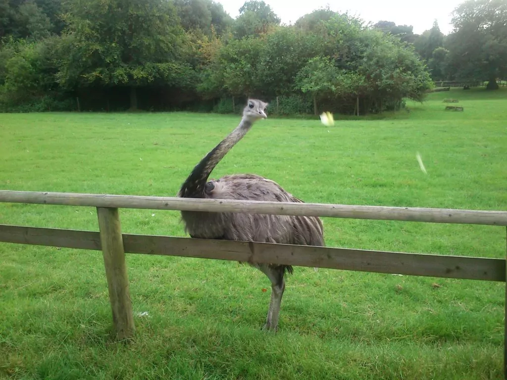 ostrich11