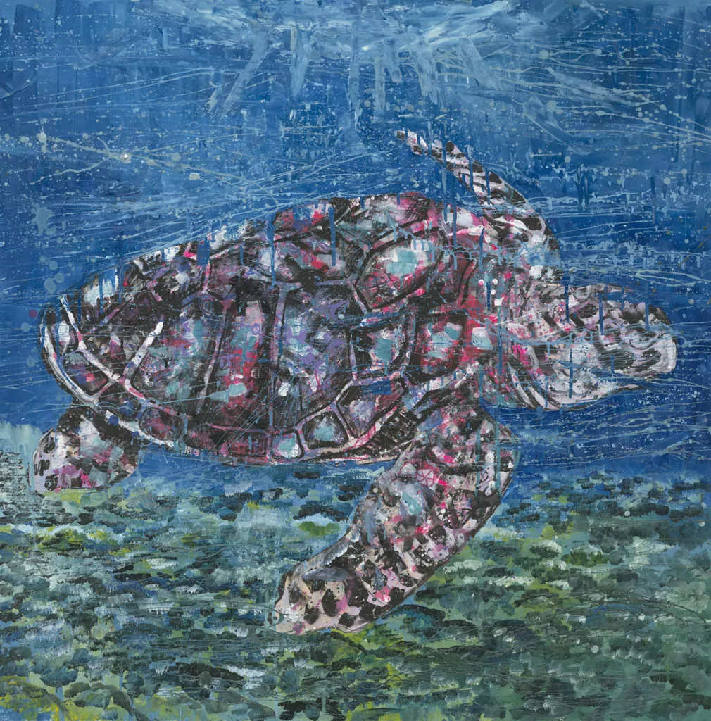 Eretmochelys imbricate