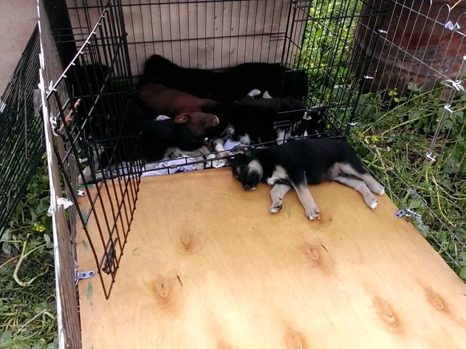Puppies