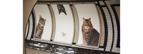 cat1
