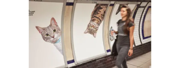 cat2