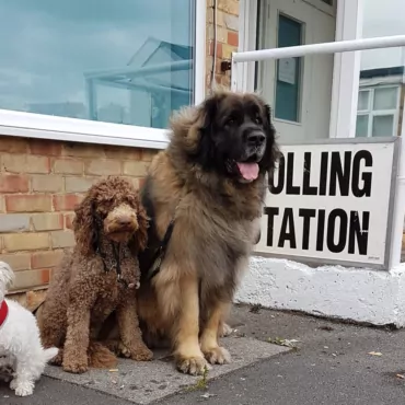 #dogsatpollingstations — самый популярный хэштег в день выборов