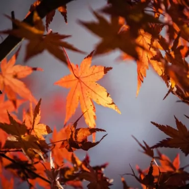 Почему бабье лето на английском называется Indian Summer?