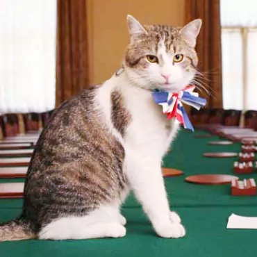 У кота Ларри с Downing street намечаются проблемы
