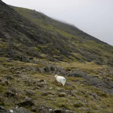 Сбежать из Лондона. Попытка первая: впечатляющая Сноудония