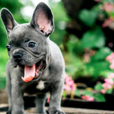 Французский бульдог стал самой любимой породой у лондонцев