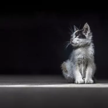 Почему нельзя класть на стол ботинки, и другие суеверия из британского прошлого, в которые все еще верят