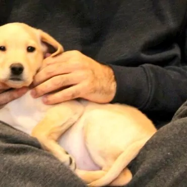 Мэр Лондона завел щенка