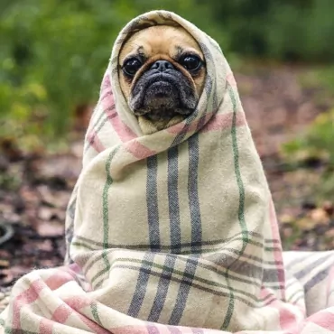 Ближе к Рождеству в Великобритании растет контрабанда щенками из Европы