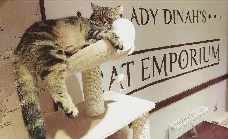 Lady Dinah's Cat Emporium