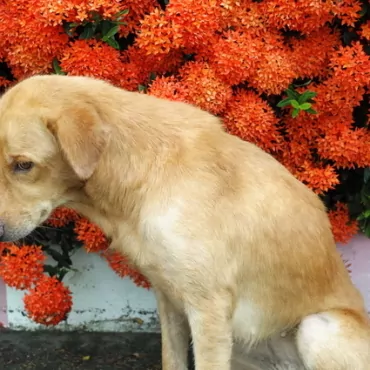 После «Брекзита» права животных защитит новый закон