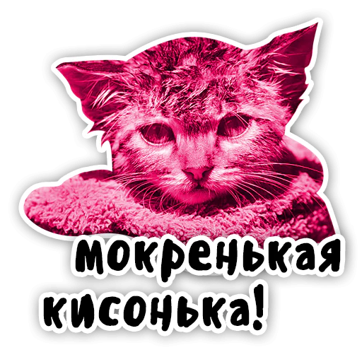 Закрытый клуб Killing Kittens