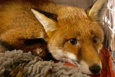 Хозяева одного из лондонских домов обнаружили у себя лису, которая уснула на микроволоновке