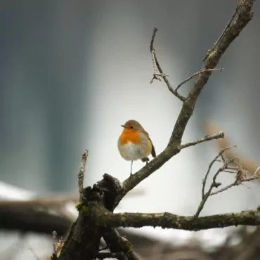 Что за птица поет в Лондоне зимой по ночам?