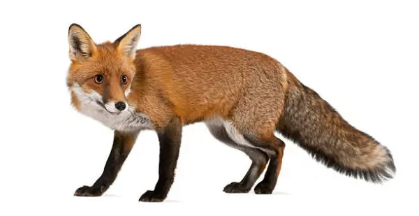 Fox