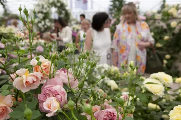 Chelsea Flower Show впервые пройдёт онлайн
