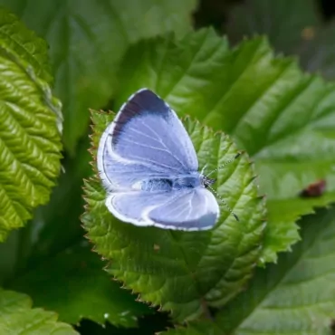 Big Butterfly Count: жителей Британии призывают считать бабочек
