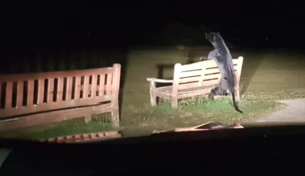 Плюшевая пантера