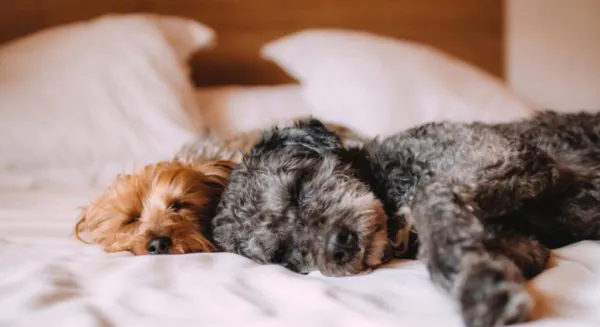 Dog Hotels