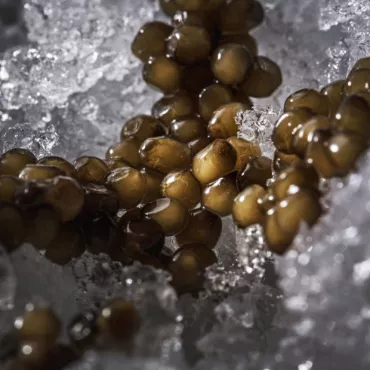 A guide to black caviar by Gourmet House Caviar