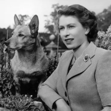 Их нравы. Как собаки британских монархов стали символом нации